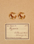 Vintage Croissant Hoop Earrings [L7BTR2V8]